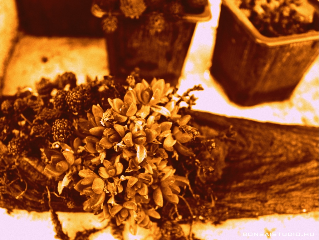 marczika bonsai kerteszet erd hungary bonsai studio